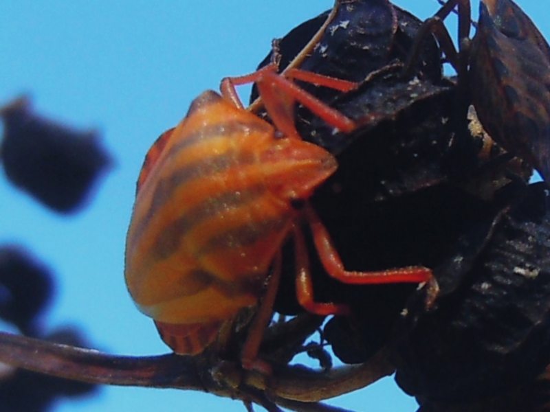 Pentatomidae da Arzachena (OT): Graphosoma lineatum lineatum